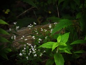 Enlarge photo 99