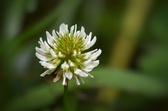 Enlarge photo 93