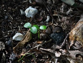 Enlarge photo 98