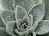 Enlarge photo 103