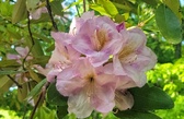 Enlarge photo 3