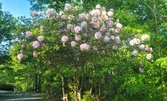 Enlarge photo 2