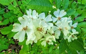 Enlarge photo 45