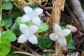Enlarge photo 33