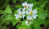 Enlarge photo 41