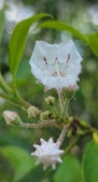 Enlarge photo 50