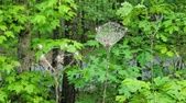 Enlarge photo 62