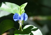 Wildflowers July 2023
