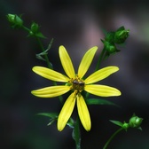 Enlarge photo 35
