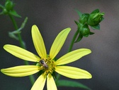 Enlarge photo 34