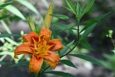 Enlarge photo 36