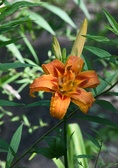Enlarge photo 37