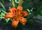 Enlarge photo 38