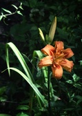 Enlarge photo 42