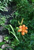 Enlarge photo 41