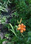 Enlarge photo 40