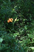 Enlarge photo 44