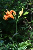 Enlarge photo 45