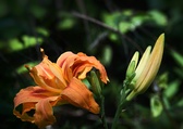 Enlarge photo 46