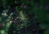 Enlarge photo 48