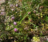 Enlarge photo 52