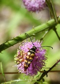 Enlarge photo 54