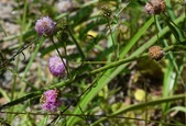 Enlarge photo 56