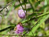 Enlarge photo 57