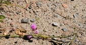Enlarge photo 59