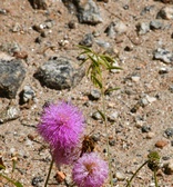 Enlarge photo 60