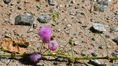Enlarge photo 61