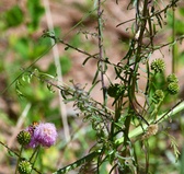Enlarge photo 62