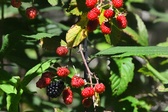Enlarge photo 63