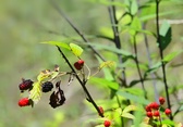 Enlarge photo 64