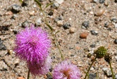 Enlarge photo 65