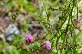 Enlarge photo 68