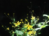 Enlarge photo 86