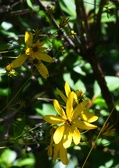 Enlarge photo 81