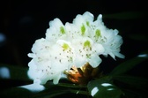 Enlarge photo 83