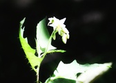 Enlarge photo 76