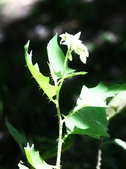 Enlarge photo 75