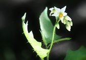 Enlarge photo 74
