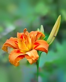 Enlarge photo 50