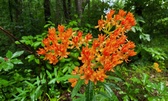 Wildflowers June 21 2023
