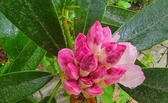 Enlarge photo 32