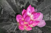 Enlarge photo 34