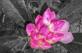 Enlarge photo 33