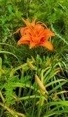 Enlarge photo 37