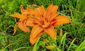 Enlarge photo 38