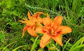 Enlarge photo 39